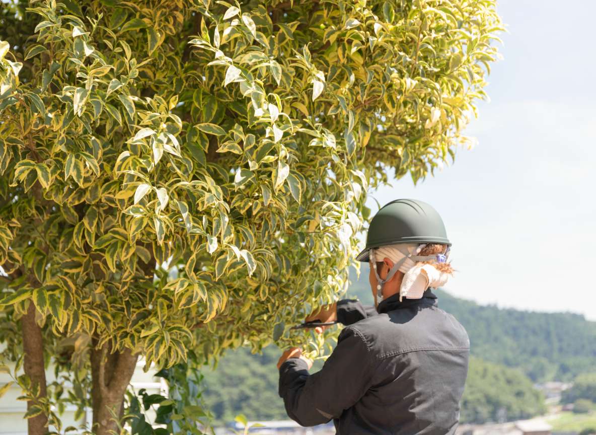 植栽している作業員の写真